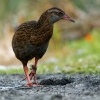 Chrastal weka - Gallirallus australis - Weka 1428